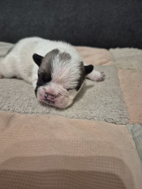 Bulldog francese - Foto 3