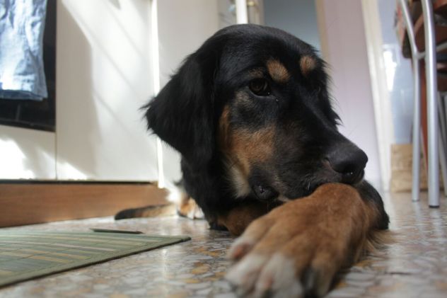 LENIA, meravigliosa cucciolona - Foto 3
