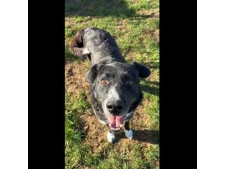 BENNY , UNA PICCOLA TENEREZZA, CANE IN ADOZIONE TG MEDIO CONTENUTA