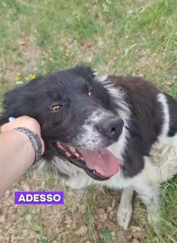 Cosmo mix Border Collie 3anni buonissimo,in box.TERAMO - Foto 2