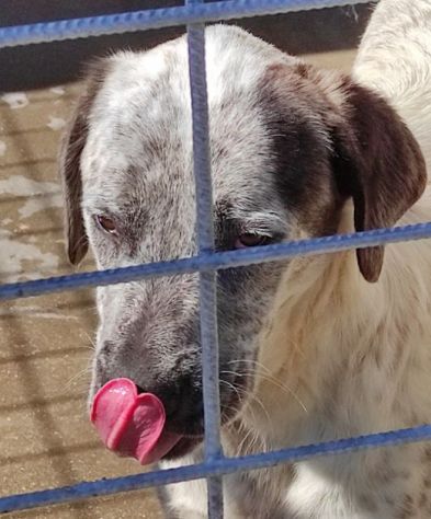 JAGO ADORABILE TENERONE: CANE IN ADOZIONE - Foto 10
