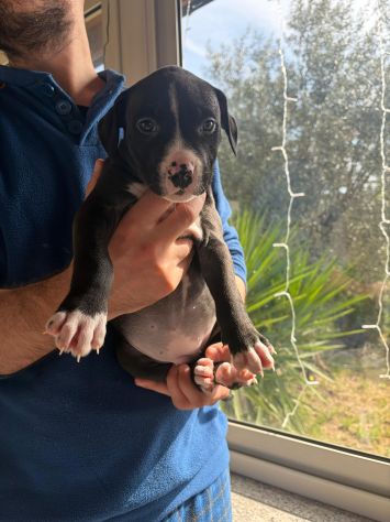 Cuccioli pitbull - Foto 9