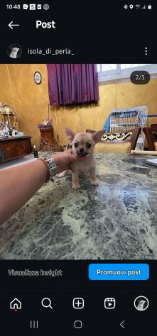Cucciolo chihuahua toy - Foto 4