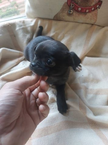 Tre cuccioli chihuahua - Foto 5