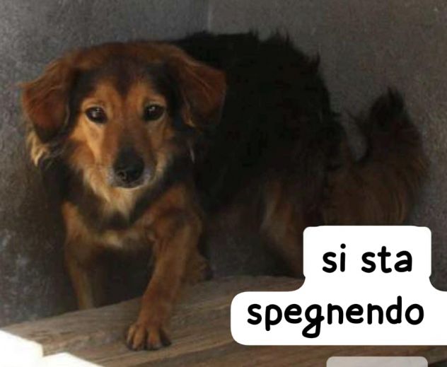 RICKY 9 ANNI 13/15 kg - Foto 2