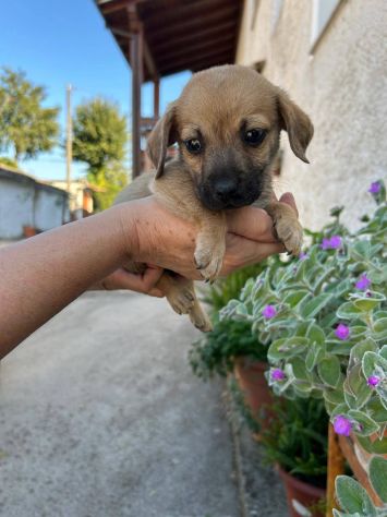 Fagiolino cucciolo taglia piccola