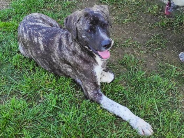 CANE IN ADOZIONE: ZENO, nato a marzo 2022 - Foto 3