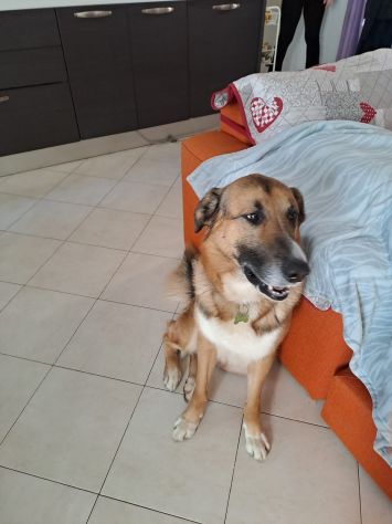 ACHILLE, 4 ANNI E MEZZO, LA FAMIGLIA NON LO VUOLE PIU'... AIUTIAMOLO!! - Foto 3