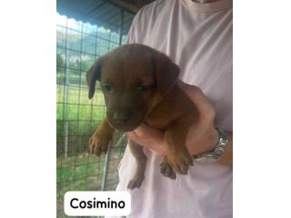 Cosimino cucciolo