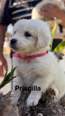 Cuccioli di maremmano - Foto 4