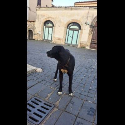 DIEGO, CUORE GRANDE, CANE IN ADOZIONE - Foto 2