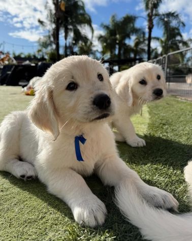 CUCCIOLI DI GOLDEN RETRIEVER