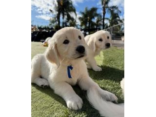 CUCCIOLI DI GOLDEN RETRIEVER