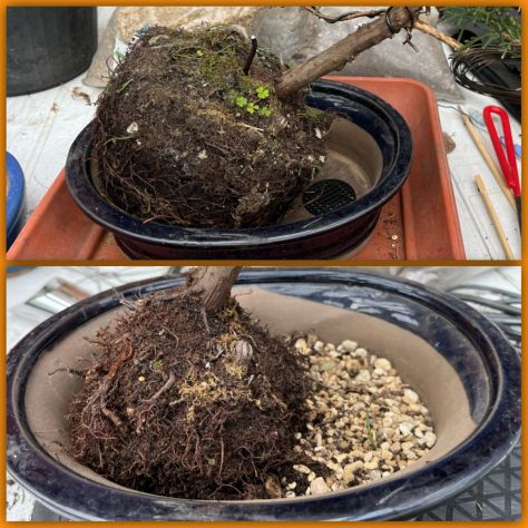 Cura, potatura e rinvaso bonsai - Foto 4