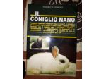 Il coniglio nano