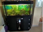 Acquario