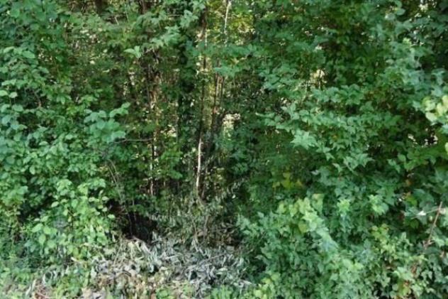 Immobile in asta di 11124 m² in vendita a Sovizzo - Foto 19