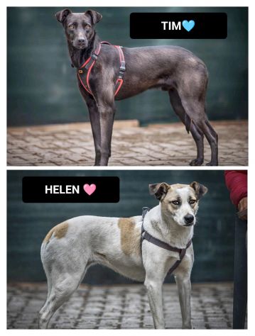 TIM (15 kg) ED HELEN (20kg) , 2 ANNI, TAGLIA MEDIA, CERCANO URGENTE CASA! - Foto 2