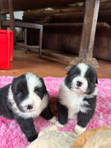 Vendesi Border collie di alta genealogia - Foto 5
