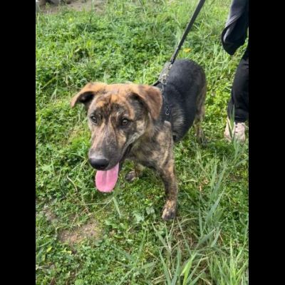UGO figlio di mamma husky, 9 mesi, socievole ed allegro cagnolino in adozione - Foto 9