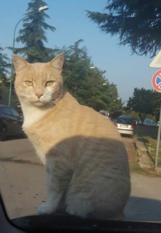 FEFE', stupendo micione - Foto 2