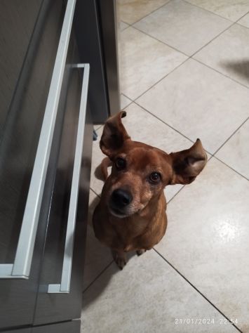 Pet sitter (dog / cat sitter + assistenza altri animali) - Foto 2