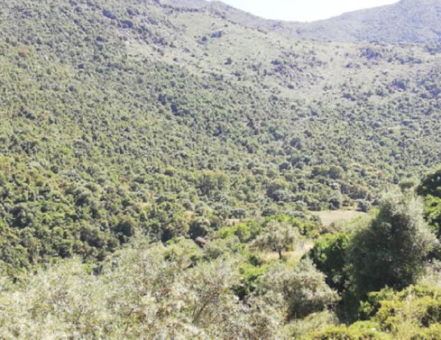 Immobile in asta di 183 m² in vendita a Austis - Foto 3
