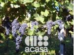 AZIENDA AGRICOLA SAN CARLO