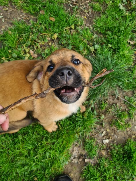 CARRIE, super cucciola di 2 MESI E MEZZO. - Foto 4