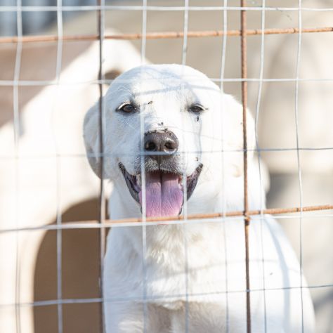 Shiro e Scooby 2anni ed invisibili in canile.NAPOLI