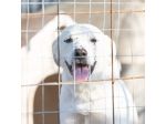 Shiro e Scooby 2anni e 1/2 invisibili in canile.NAPOLI