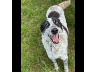 ESCAPE DOLCE E DISCRETO: CANE IN ADOZIONE TG MEDIA