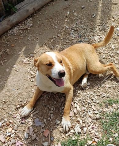 Meraviglioso Amstaff 5anni da anni senza richieste PUGLIA SOS - Foto 3