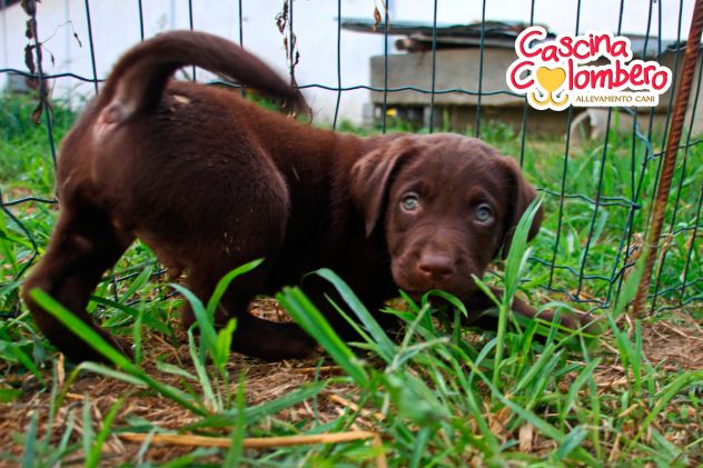 LABRADOR RETRIEVER CUCCIOLI MARRONE