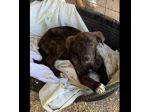 TIGROTTO ADORABILE CUCCIOLO IN ADOZIONE