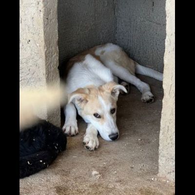 TIGROTTO E PIKACHU CUCCIOLI IN ADOZIONE - Foto 5