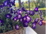 Appartamento in Vendita in zona TIRRENIA con giardino