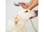 ANIMALI - NEGOZIO ACCESSORI CANI & GATTI CON TOLETTATURA CEDESI PER  RITIRO DAGL