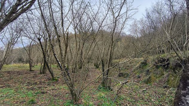 GIFFONI VALLE PIANA Ornito direzione M. Pugliano 3,6 ettari di terreno - Foto 4