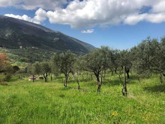 Roccadaspide loc. Fonte terreno agricolo - Foto 2