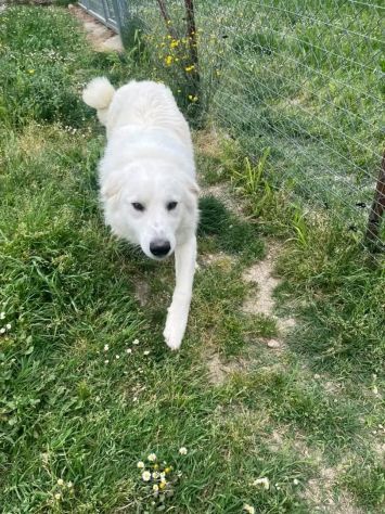 GERICO SPLENDIDO PMA CANE IN ADOZIONE - Foto 9