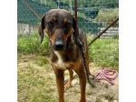 MELAMPO TIMIDO REMISSIVO CAGNOLINO DA ADOTTARE