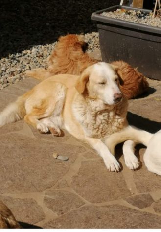 Amedo 9anni NON HA MAI AVUTO 1CASA!PIACENZA SOS - Foto 2