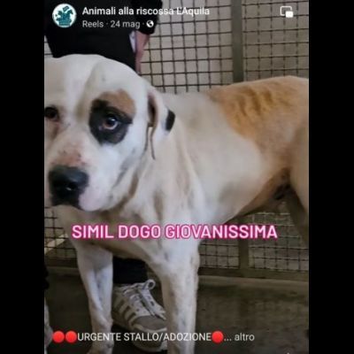 BLOOM AFFETTUOSA CAGNOLONA IN ADOZIONE - Foto 7