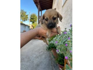 Fagiolino cucciolo taglia piccola