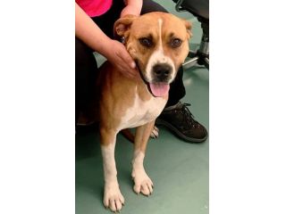 Jordan socievole e giocherellone cane in adozione