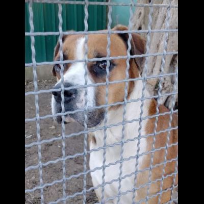 NADIR SIMIL BOXER SOCIEVOLE EDUCATO CANE IN ADOZIONE - Foto 5