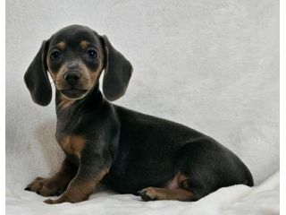 Adorabili cuccioli di Bassotto ideali per bambini e famiglie