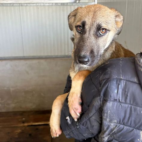 LUCY ADORABILE CUCCIOLA IN ADOZIONE TAGLIA MEDIA
