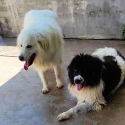 DUE MERAVIGLIE DIMENTICATE, CANI IN ADOZIONE - Foto 10